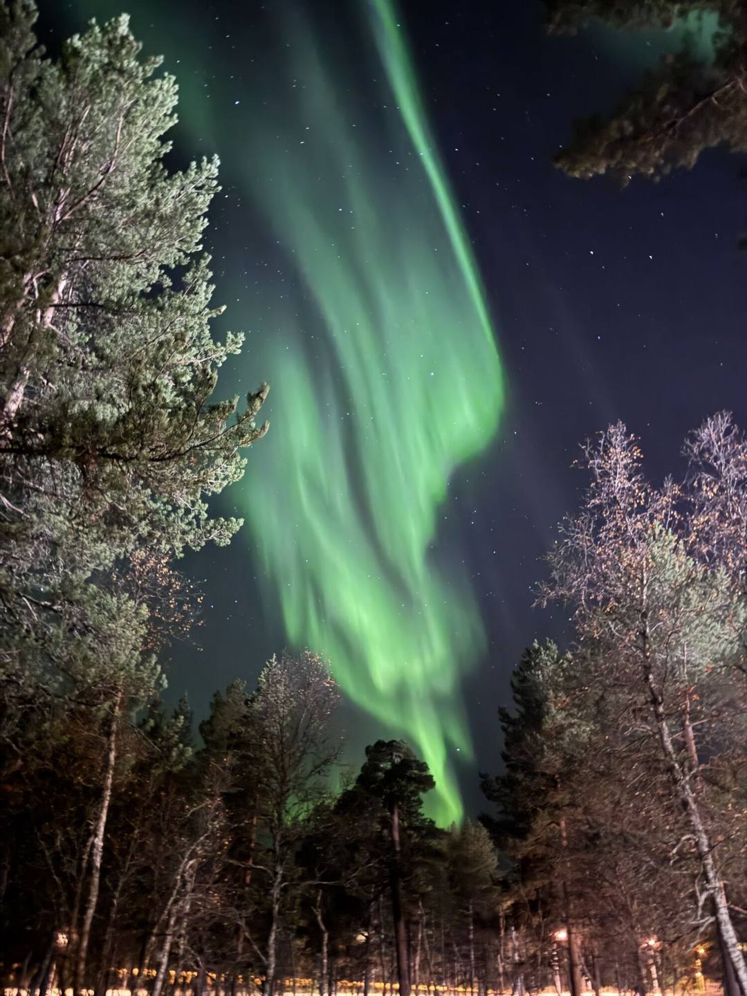 Green aurora band between tall pine and birch trees