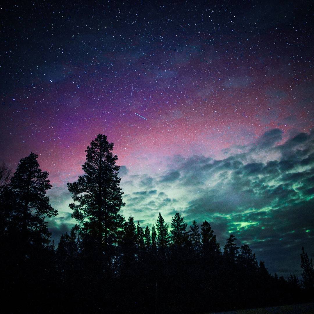 Starry sky with pink and green aurora above pine tree silhouettes