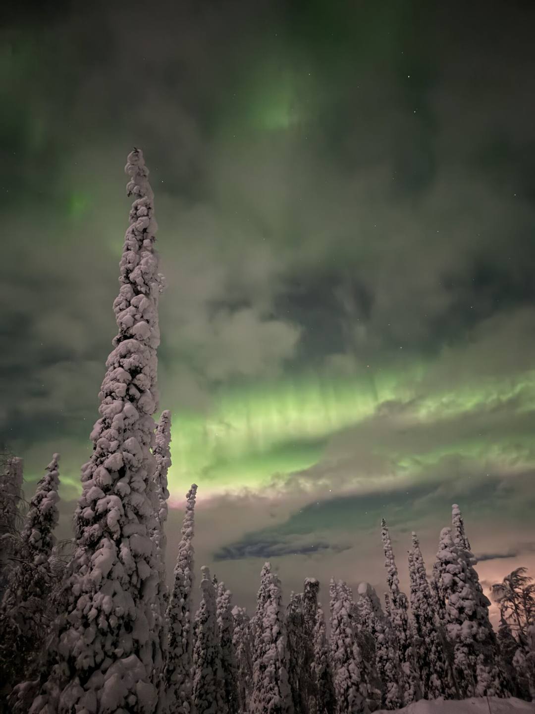Snow-laden spruce trees under green Northern Lights and clouds